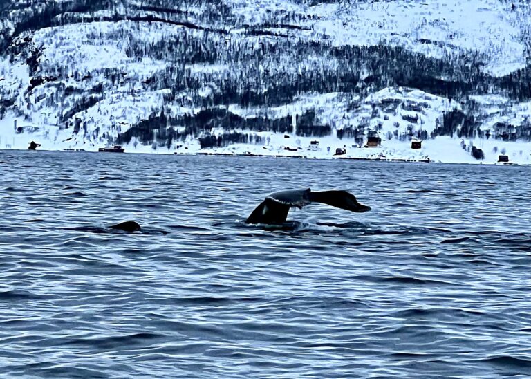 Humpback whale tail diving in a fjord near Skjervøy on a Tromsø whale watching tour