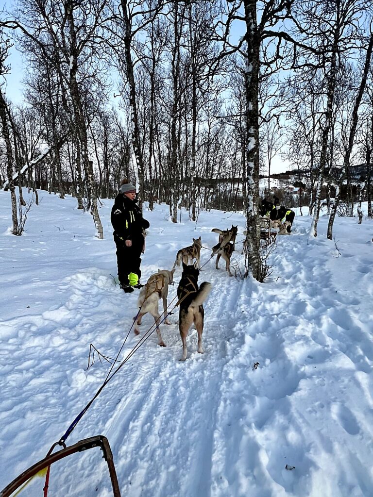 Husky sled team lined up in the snow among birch trees in Northern Norway