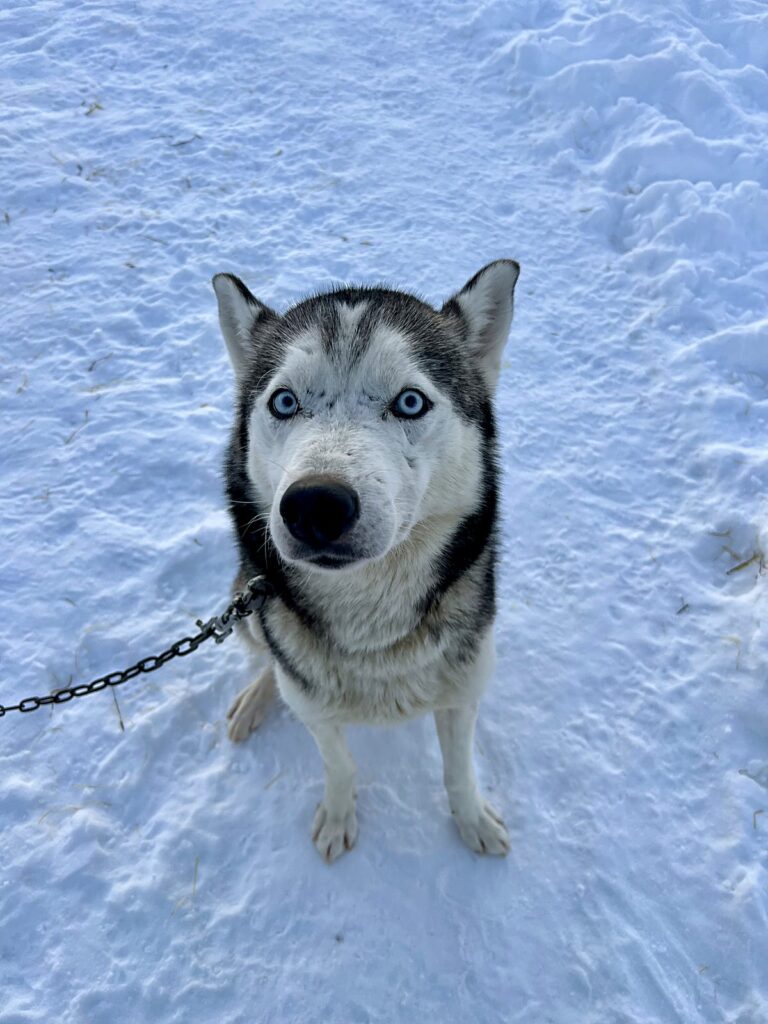 Blue-eyed Siberian husky looking at the camera before a dog sledding tour near Tromsø