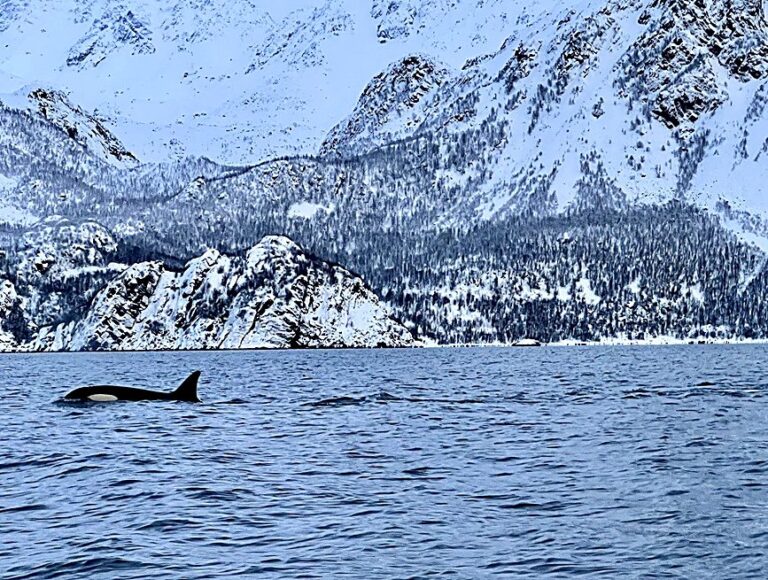 Orca swimming beneath snow-covered Arctic mountains near Skjervøy, Norway