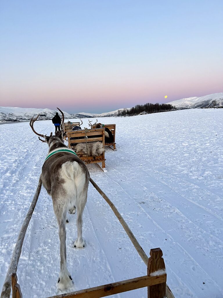 Rider's view from a reindeer sled gliding across snow during polar night twilight in Norway