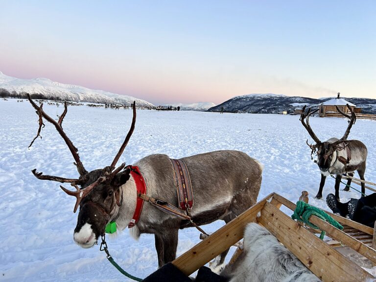 Reindeer in harness waiting to pull a sled at a Sami camp near Tromsø at dusk