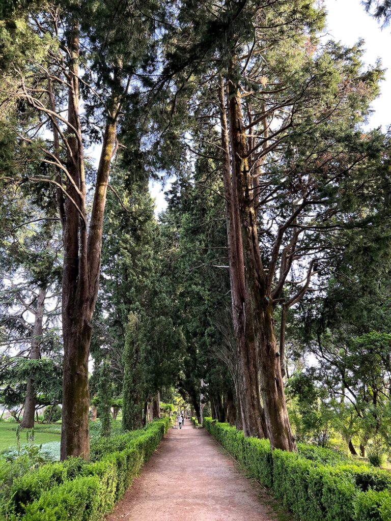Cypress avenue in the gardens of Villa Cimbrone, Ravello